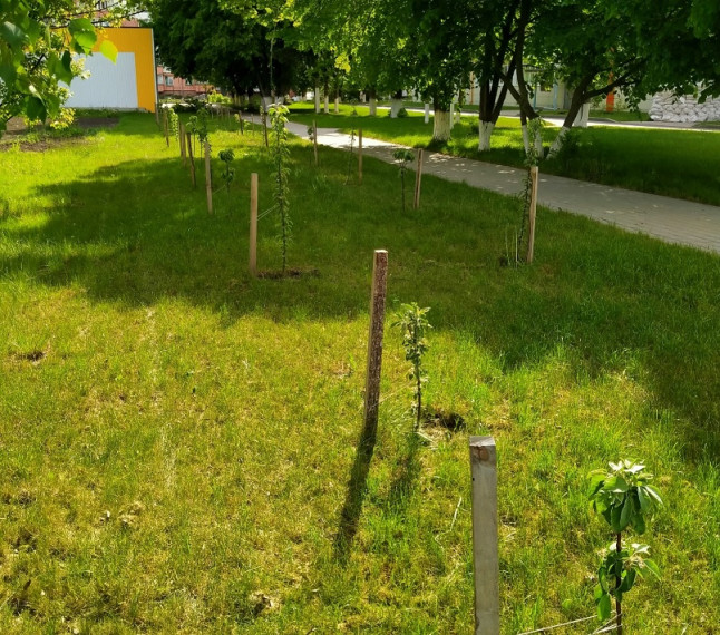 В память о погибших в годы Великой Отечественной войны высажено 32 колоновидные яблони.